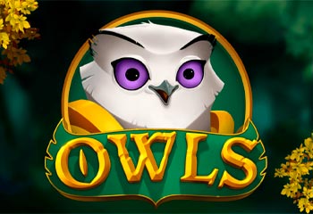 Owls